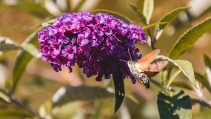 Macro of hummingbird hawkmoth on flower