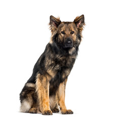 German Shepherd , 2 years, sitting against white background