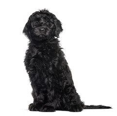 Mixed-breed labradoodle sitting against white background