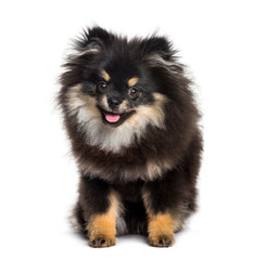 Pomeranian, 1 year, sitting against white background