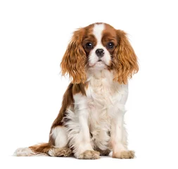 Poster Puppy Cavalier King Charles Spaniel, hond © Eric Isselée
