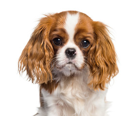 Puppy Cavalier King Charles Spaniel, dog