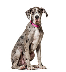 Great Dane sitting against white background