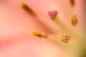 Fototapeta premium Flower 