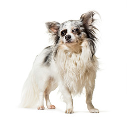 Chihuahua standing against white background