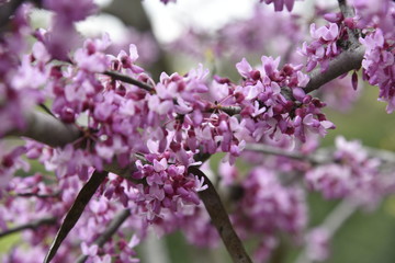pink flowers in spring