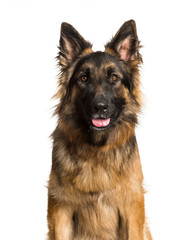 German Shepherd dog against white background