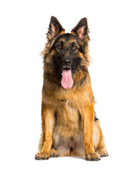 German Shepherd dog sitting against white background