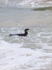 AFRICAN PENGUIN-PINGÜINO DEL CABO (Spheniscus demersus), Boulders Beach, Table Mountains National Park, False Bay, South Africa, Africa
