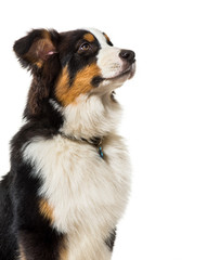 Australian Shepherd against white background