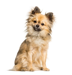 Chi-chi, mixed breed Chinese Crested Dog and Chihuahua sitting a