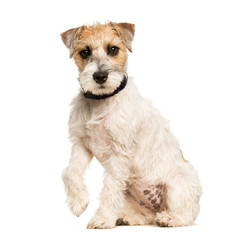 Parson Russell terrier dog sitting against white background