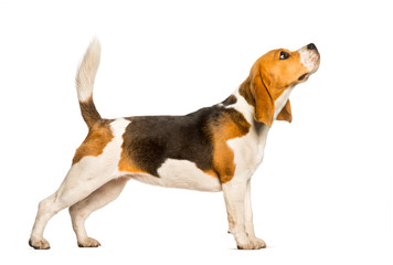 Beagles dog standing against white background - Powered by Adobe
