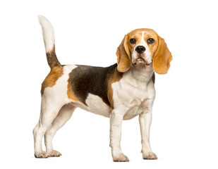 Beagles dog standing against white background
