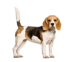 Beagles dog standing against white background