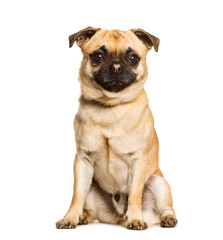 Obraz premium Chug dog is a Mixed-breed between a pug and a Chihuahua sitting