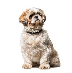 Shih Tzu sitting against white background