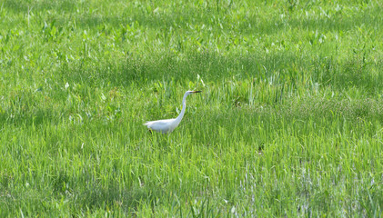 heron lurking for fish in a meadow in marsh