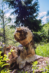 crash wood