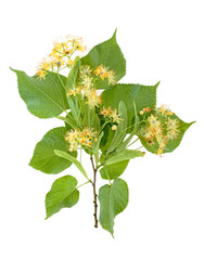 Flowers and leaves of linden isolated on a white background