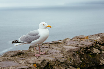 Seagull on the background of the ocean and rocks, ring Kerry Ireland