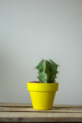 Cactus dans un pot en terre