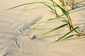 The art of the wind, white sand and green grass on the beach