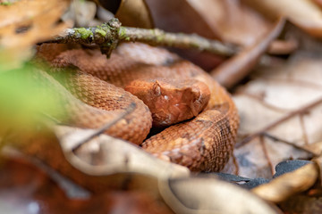 Snake