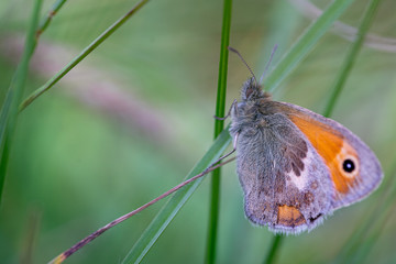 Macro photo of a Meadow Brown Butterfly daisy