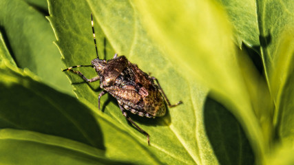 Colorful bug on a leaf macro