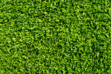 Green artificial grass. Round and oblong leaves are visible