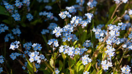 Spring blue flowers lit by the sun. Light and shadow. Could be the background.