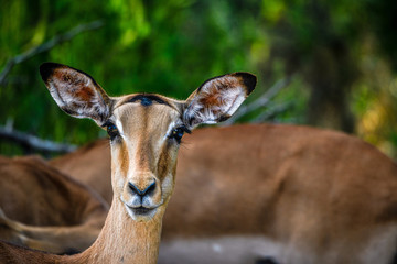 Safari im Majete Nationalpark
