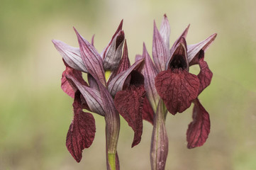 Wild red orchid Serapias cordigera with green light brown background