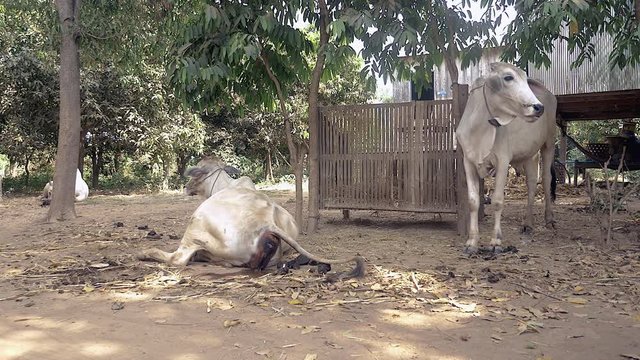White cow on the ground of a farmyard showing the vulva swelling before calving