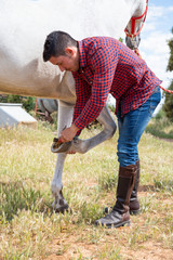 Young male in casual outfit using brush to remove grass and dirt from horseshoe of white horse in meadow