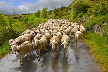 Troupeau de brebis redescendant des hauteurs de la Malène, (48210), département de la  Lozère en région Occitanie, France