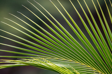 Fototapeta premium palm leaf