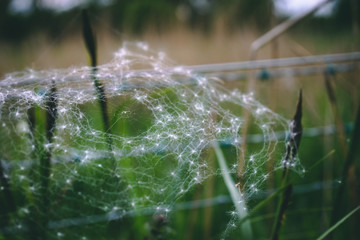 Naklejka na ściany i meble Pollen on spider web