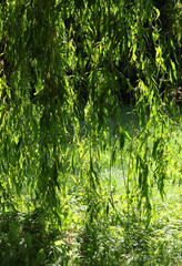 Naklejka na ściany i meble willow tree in park at summer