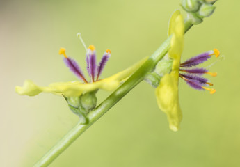 Yellow flowers of Verbascum, mullein, on light green background.