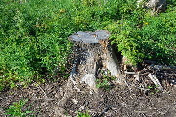 Old stump in grass