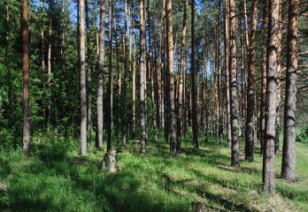 Trunks of pine trees