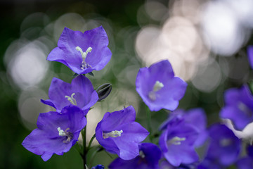 Fototapeta na wymiar purple flowers in the garden