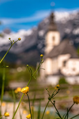 Beautiful flower details with the famous church Saint Sebastian at Ramsau - Bavaria - Germany