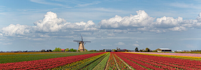 Composite panoramic image creating the concept of the iconic Dutch landscape during the tulips and...