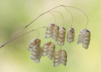 Wild spikes on greenish background and light sifted