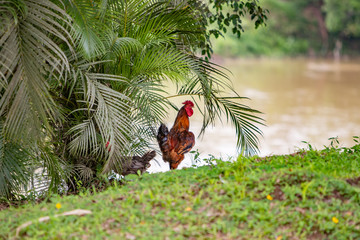 Fototapeta premium rooster