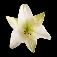 Fototapeta na wymiar White lily flower.