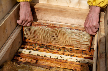 A man pulls out of the hive frame with honey and bees.